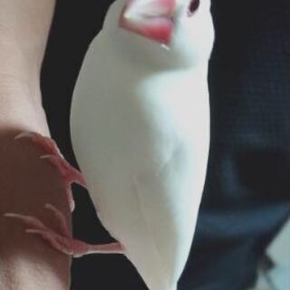 白文鳥 　引き取り手見つかりました