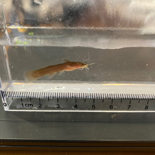 アカザの稚魚