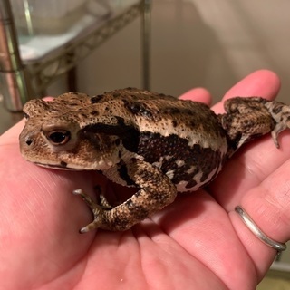 アズマヒキガエル② 10㎝前後の画像