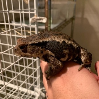 アズマヒキガエル② 10㎝前後の画像