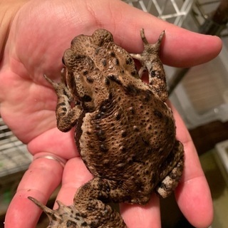 アズマヒキガエル② 10㎝前後の画像