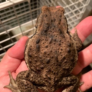 アズマヒキガエル② 10㎝前後の画像