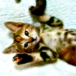 仔猫　2ヶ月　メス　人馴れしてます