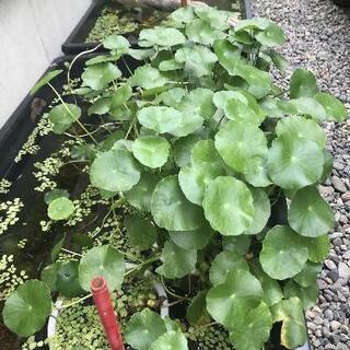🉐水草ﾐｯｸｽ✨(ホテイ草、ｱﾏｿﾞﾝﾌﾛｯｸﾞﾋﾟｯﾄ、ｵｵｻﾝｼｮｳﾓ、マツモ、ウォーターマッシュルーム等)の画像