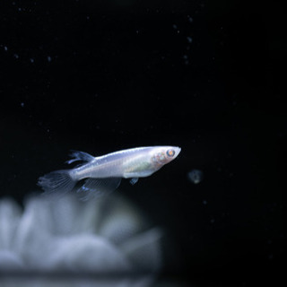 高級メダカ 龍の瞳 有精卵 15個