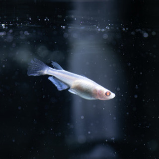 高級メダカ 龍の瞳 有精卵 15個の画像