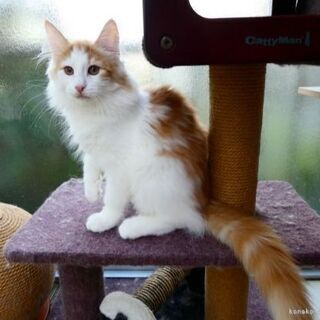 ノルウェージャンフォレストキャット