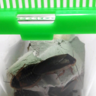 デュビア成虫10匹