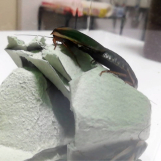 デュビア成虫10匹の画像