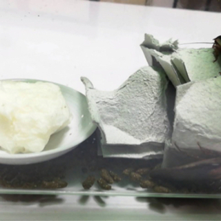 デュビア成虫10匹の画像