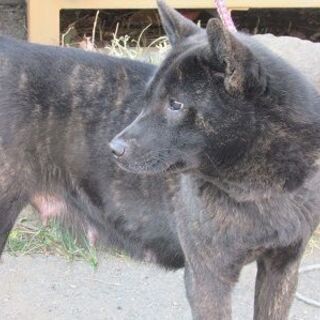 天然記念物指定甲斐犬成犬牝 - 前橋市