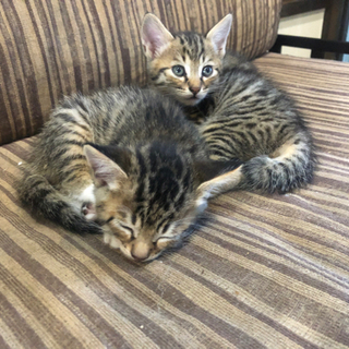 大切に面倒見てくれる里親様よろしくお願いします😌 - 猫