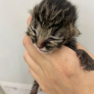 保護猫ちゃんの里親様募集🐈　