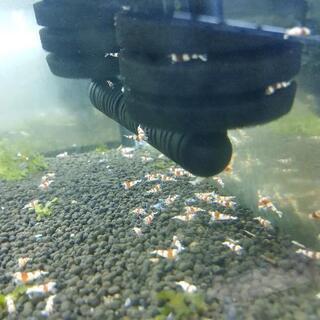 『ネット決済・配送可』大量増殖！！　レッドビーシュリンプの画像