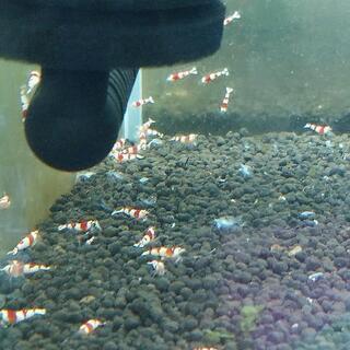 『ネット決済・配送可』大量増殖！！　レッドビーシュリンプ