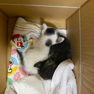 子猫のもらってください