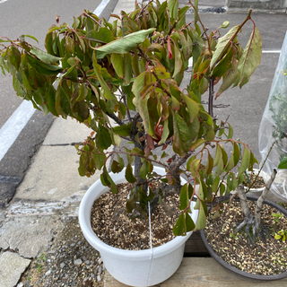 梨の木