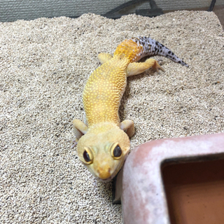 レオパ