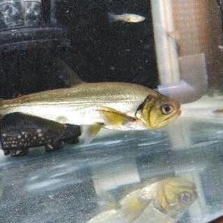 アルマータスカショーロ　熱帯魚の画像