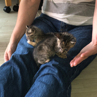 【治療中】子猫生後2ヶ月姉妹(キジトラ♀×2)
