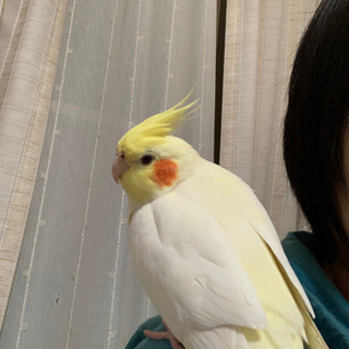 オカメインコ迷子　探してください！