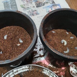 カブトムシの幼虫　あげます。