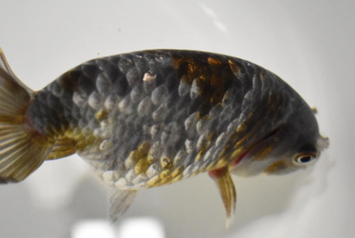 らんちゅう  江戸錦