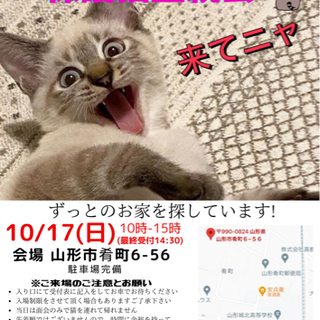 『にゃんこねくと』10/17保護猫里親会