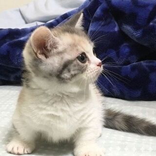 猫カフェ友達募集～🐱