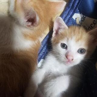 里親募集です