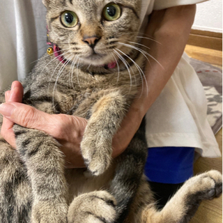 ネズミ退治のためだけにフードをもらっていたママ猫譲渡が決まりました