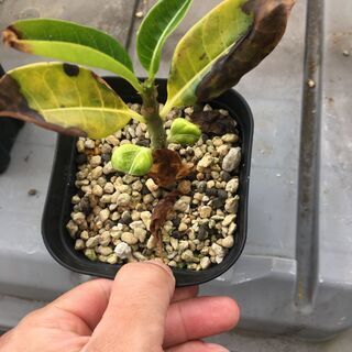 塊根植物諸々セット