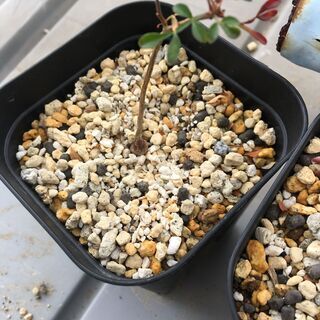 塊根植物諸々セットの画像