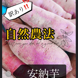 【訳あり自然農法】丸型 安納芋2kg