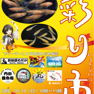 10/10（日）厚木市七沢荘でメダカイベント開催！「改良めだか彩り市」