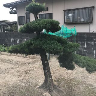 値下げ　庭木　まきの木　③　高さ2M 　幹回り50㎝　　枝:幹中心より1M