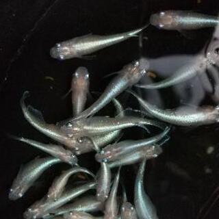 ミユキメダカ 20匹 1000円！の画像