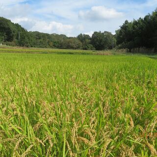 ２０２１年産新米【あきさかり３０ｋｇうるち玄米『有機・減農薬栽培...
