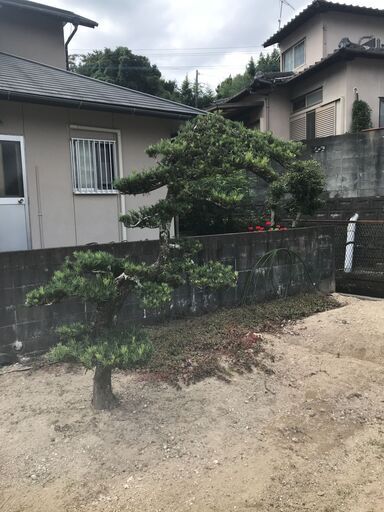 値下げ　庭木　まきの木　⑥　高さ2.3M 　幹回り45㎝　枝:幹中心より3M