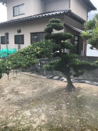 値下げ　庭木　まきの木　④　高さ2.2M 幹回り60㎝　枝:幹中心より2.5M
