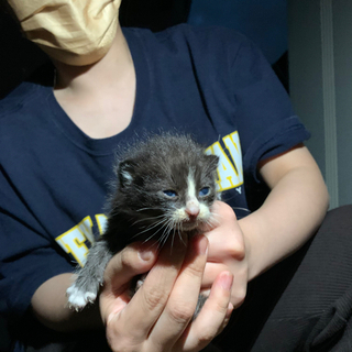 3匹の子猫の里親探しています。