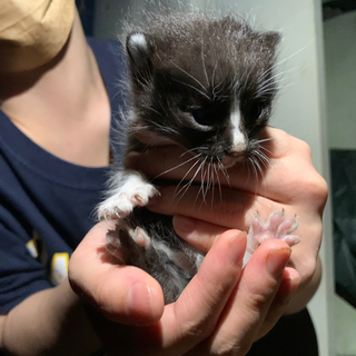 3匹の子猫の里親探しています。 - 真岡市