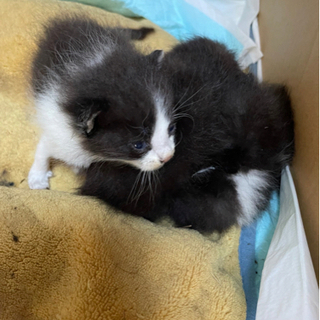 3匹の子猫の里親探しています。 − 栃木県