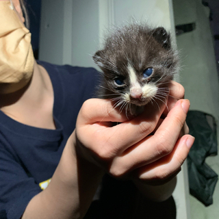 3匹の子猫の里親探しています。 - 猫