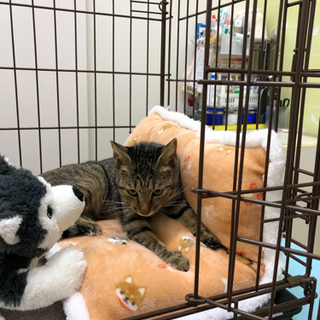 ただ今動物病院でお泊まり保育中♪先生お墨付きの可愛い猫です^ ^