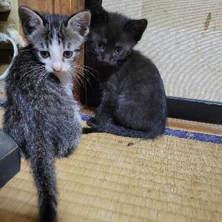 ちょっと臆病な食いしん坊です。