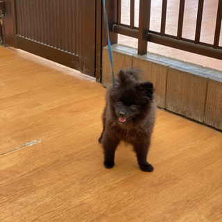 ポメ友募集
