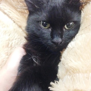 迷い猫探し　東大阪市東石切町 - 助け合い