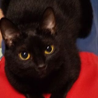 行方不明の黒猫見つけて
