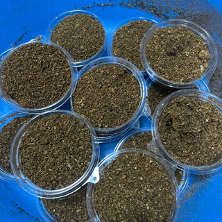 国産カブトムシの幼虫